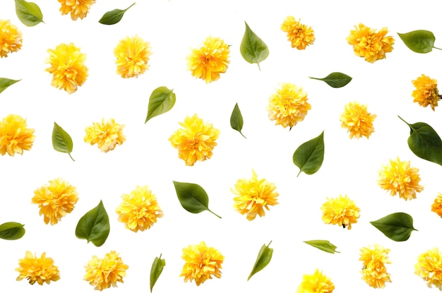 Diseño de patrón floral aislado