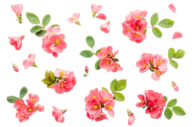 Diseño de patrones florales aislados
