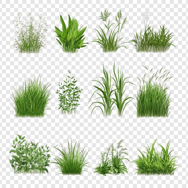 Doce ilustraciones realistas de la hierba y las plantas