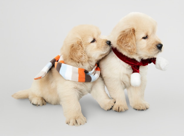 Dos cachorros de golden retriever con bufandas