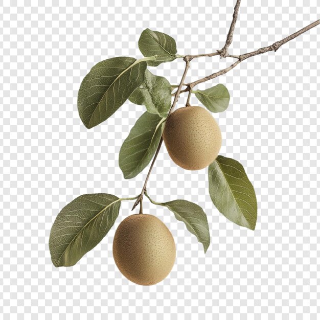 Dos frutos maduros de la sapodilla en una rama con hojas verdes exuberantes