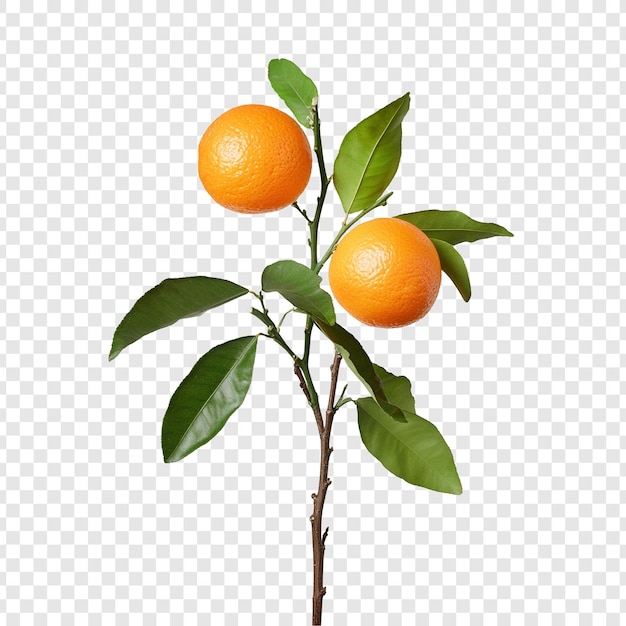 Dos naranjas jugosas en una rama