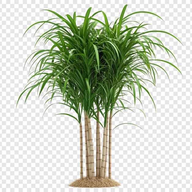 La Dracaena Marginata es una exuberante planta tropical de interior