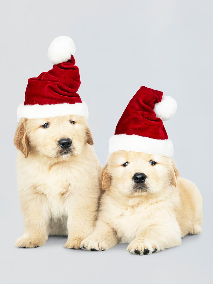 PSD Gratis dua anak anjing golden retriever mengenakan topi santa