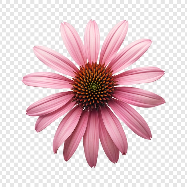 Gratis PSD echinacea-bloem geïsoleerd op doorzichtige achtergrond