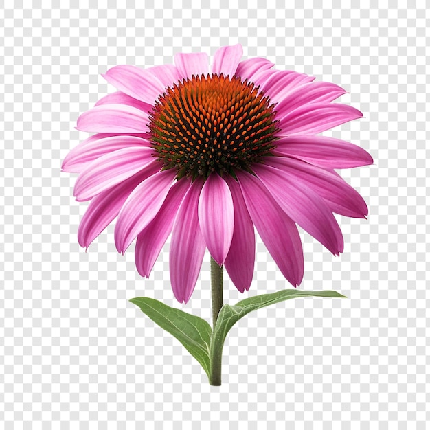 Gratis PSD echinacea bloem png geïsoleerd op transparante achtergrond