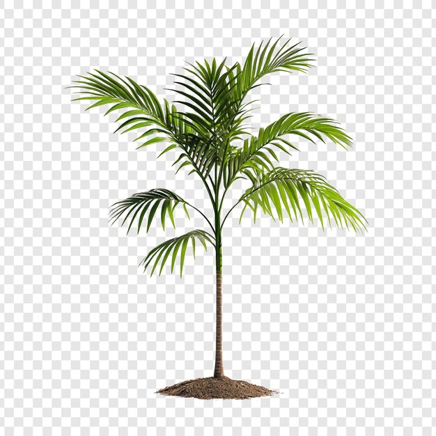 Een geïsoleerde jonge palm op een witte achtergrond