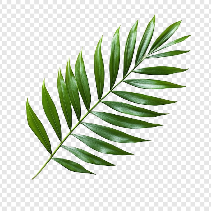 Gratis PSD een levendig groen palmblad op een doorzichtige achtergrond
