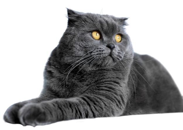 Een mooi portret van een geïsoleerde kat.