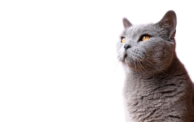 Een mooi portret van een geïsoleerde kat.