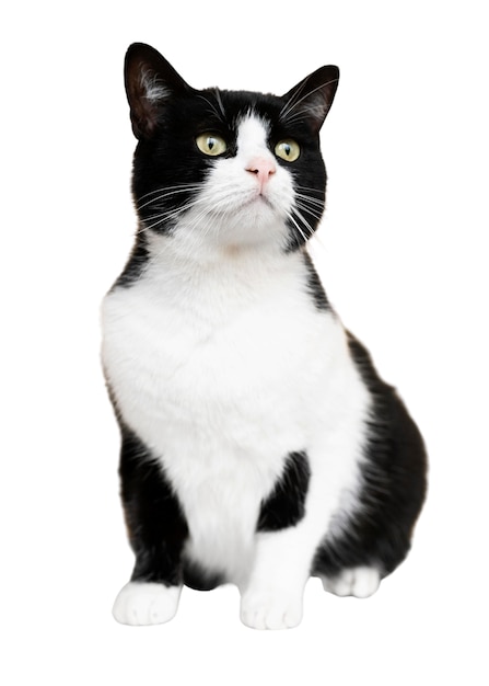 Een mooi portret van een geïsoleerde kat.