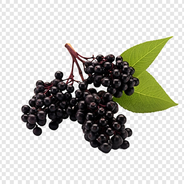 Elderberry-vruchten geïsoleerd op transparante achtergrond