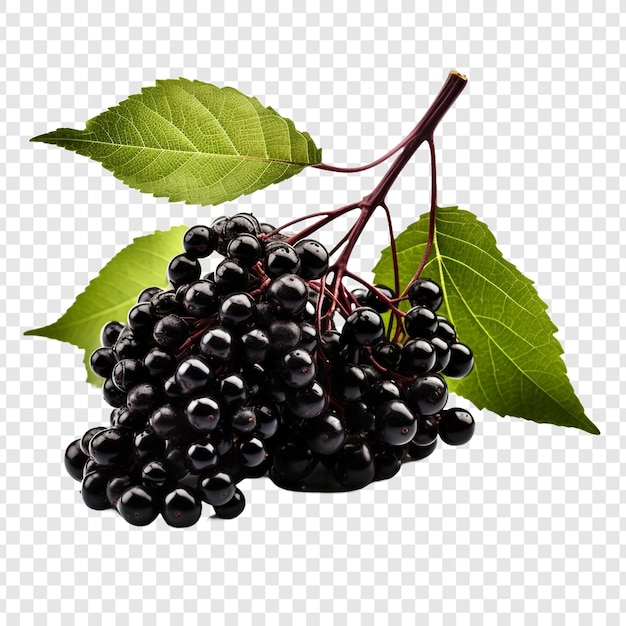 Elderberry-vruchten geïsoleerd op transparante achtergrond