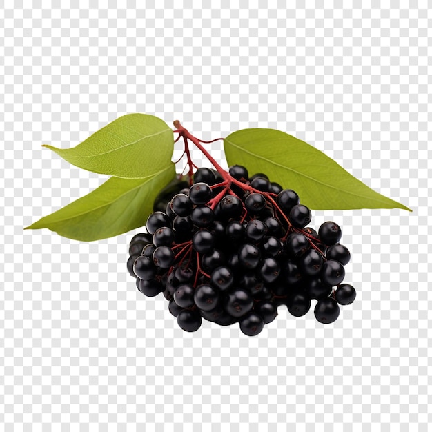 Elderberry-vruchten geïsoleerd op transparante achtergrond
