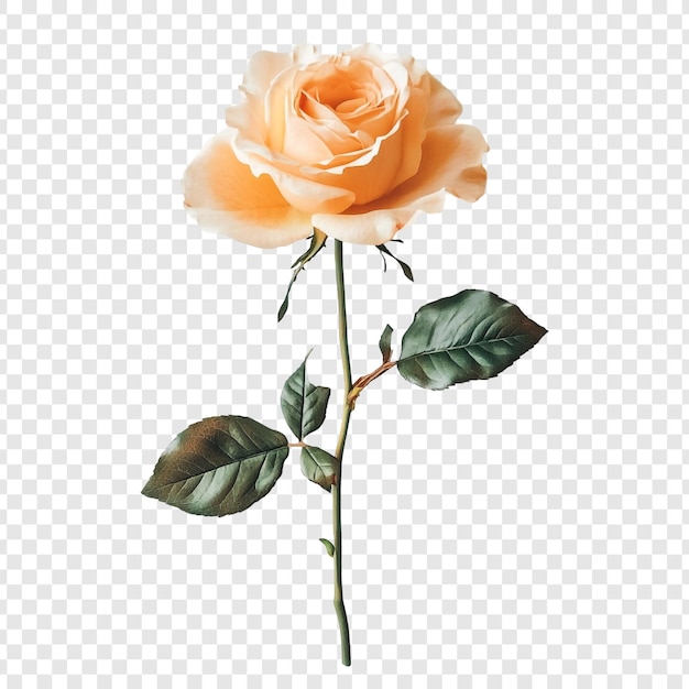 La elegancia de una sola rosa de melocotón en flor