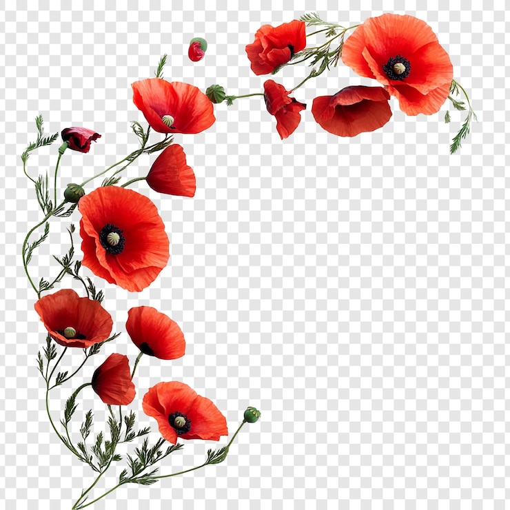 Gratis PSD elegant bloemenarrangement van rode papaver een verbazingwekkende tentoonstelling van de schoonheid van de natuur