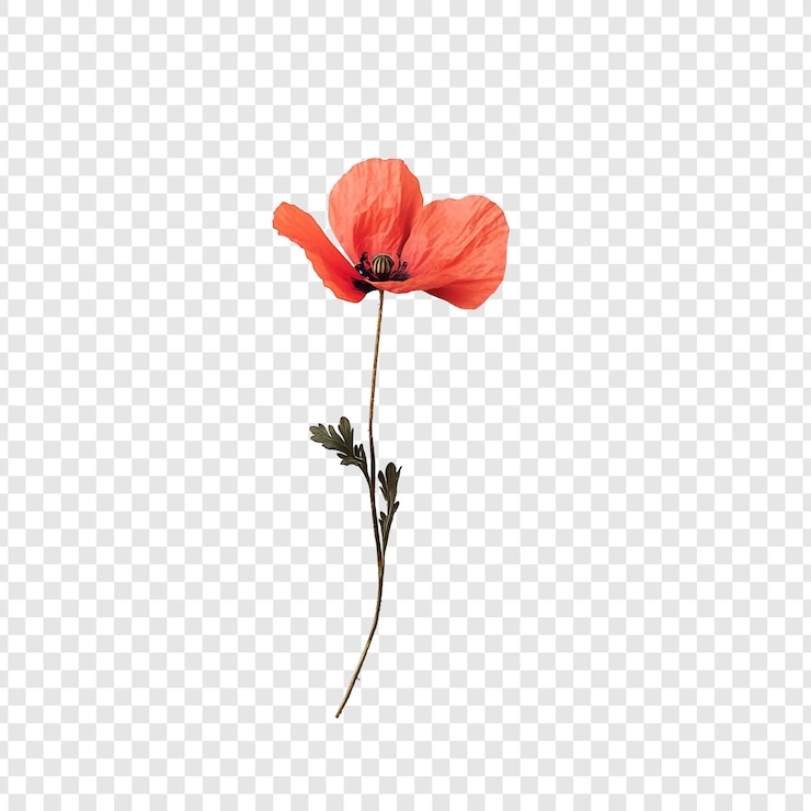 PSD gratuito elegante flor de amapola en un fondo blanco