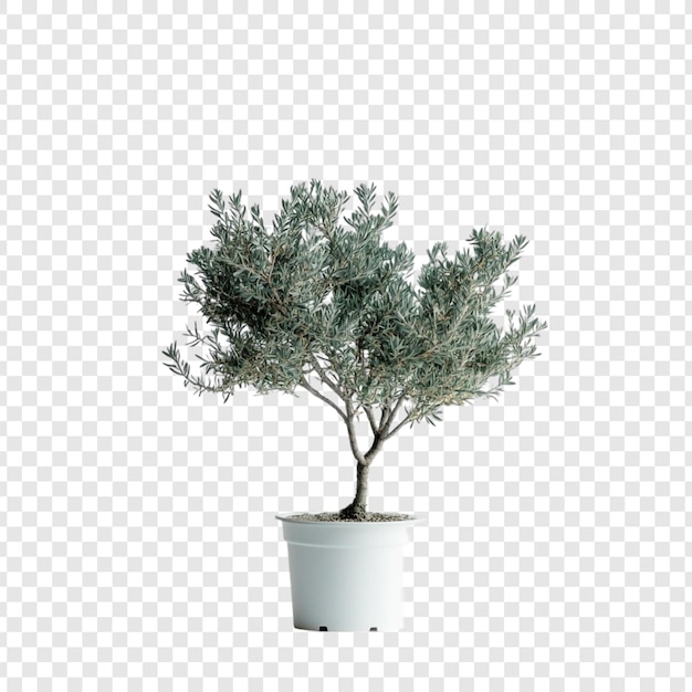 Elegante olivo de hojas plateadas en una olla blanca
