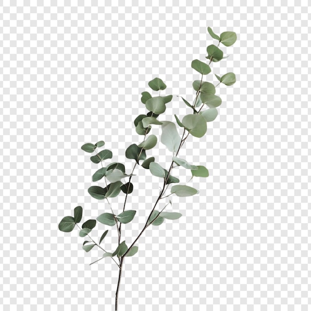 Elegante rama de eucalipto Un estudio en verde