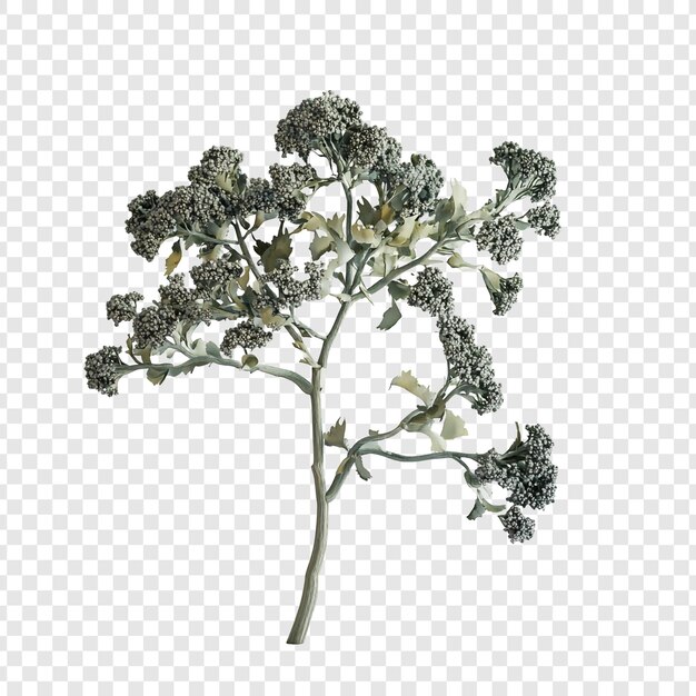 Elegante rama de una planta gris-verde aislada sobre un fondo transparente