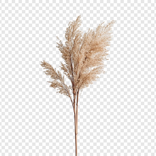 Elegante ramo de hierba de las pampas Un arreglo floral seco