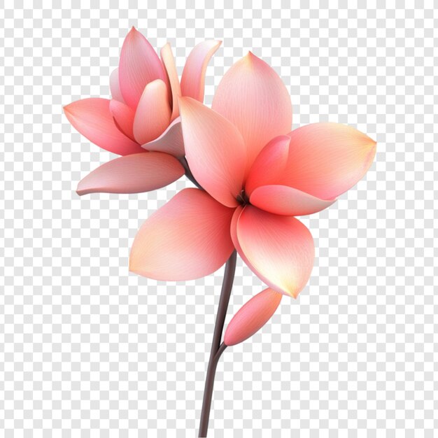 Elegantes flores rosadas pétalos delicados tallo de la flor
