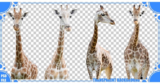 Elegantes jirafas sobre un fondo transparente