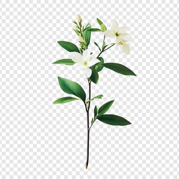 Elegantes ramas de flores blancas con hojas verdes