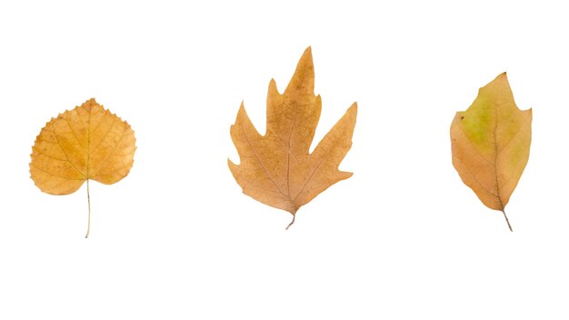 Elementi isolati del fogliame autunnale