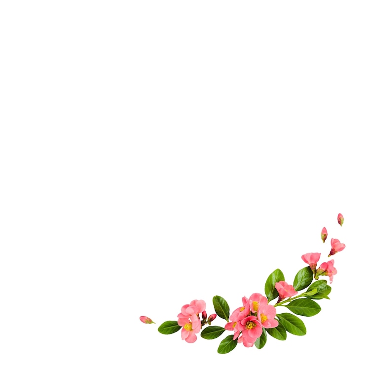 PSD gratuito elementos florales aislados