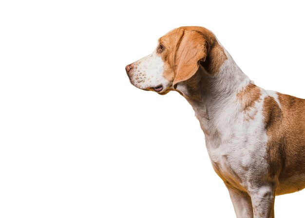 Escena con perro marrón y blanco
