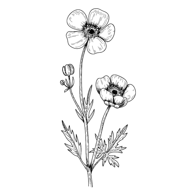 Esquema de flores botánicas