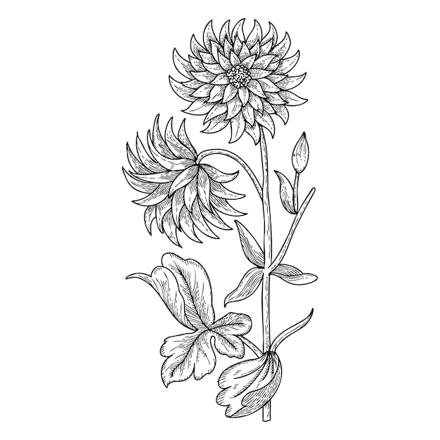 Esquema de flores botánicas