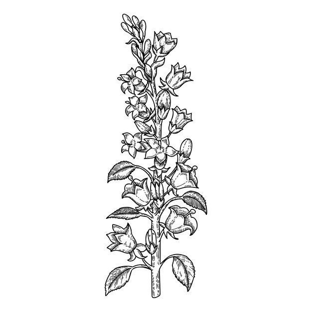 Esquema de flores botánicas