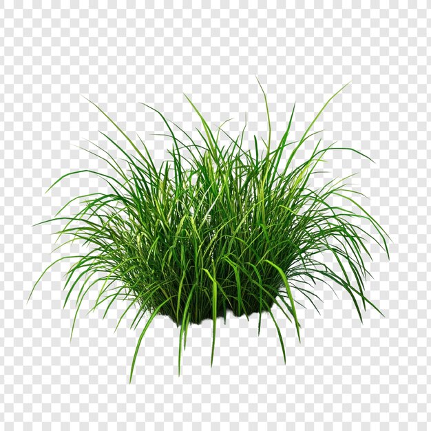 El exuberante césped verde es una imagen vibrante de la naturaleza.