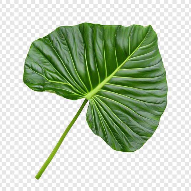 El exuberante follaje verde del filodendro, el vibrante follaje tropical aislado sobre un fondo transparente