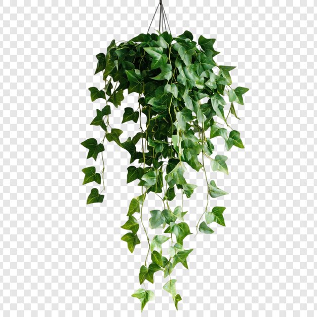 Exuberante planta de hiedra colgante Vibrante follaje verde en cascada hacia abajo aislado en un fondo transparente