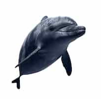 PSD gratuito figura aislada de un delfín