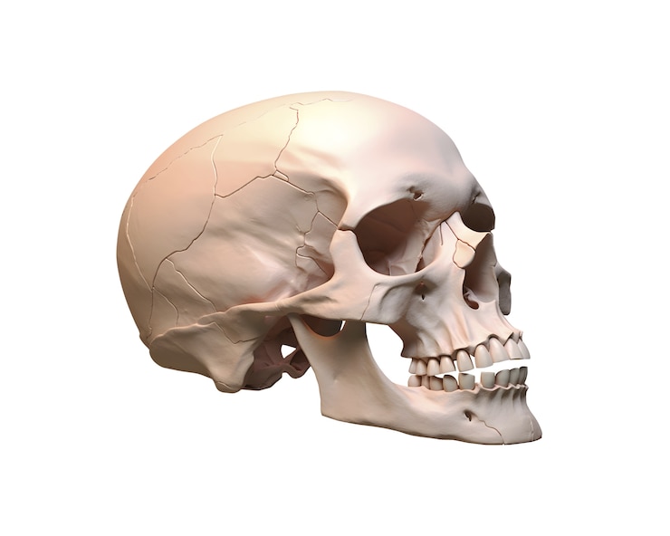 PSD gratuito figura del cranio isolata