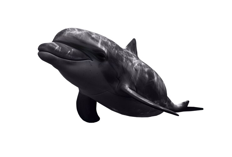 PSD gratuito figura isolata di delfino