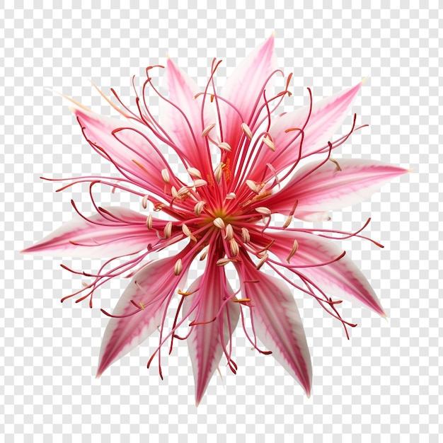 PSD gratuito la flor de la araña png aislada en un fondo transparente