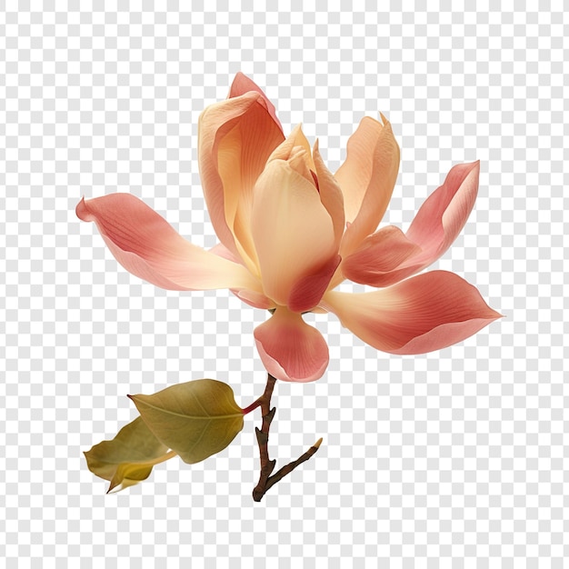 Flor del árbol de tulipán aislada sobre fondo transparente