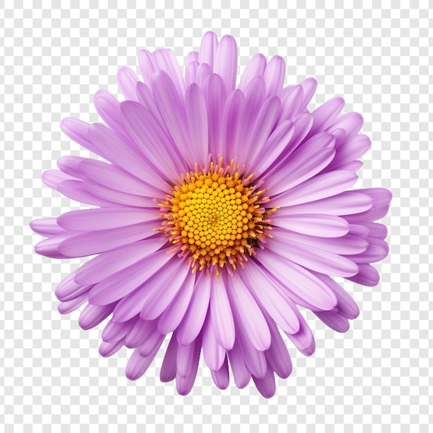 PSD gratuito flor de aster aislada sobre fondo transparente