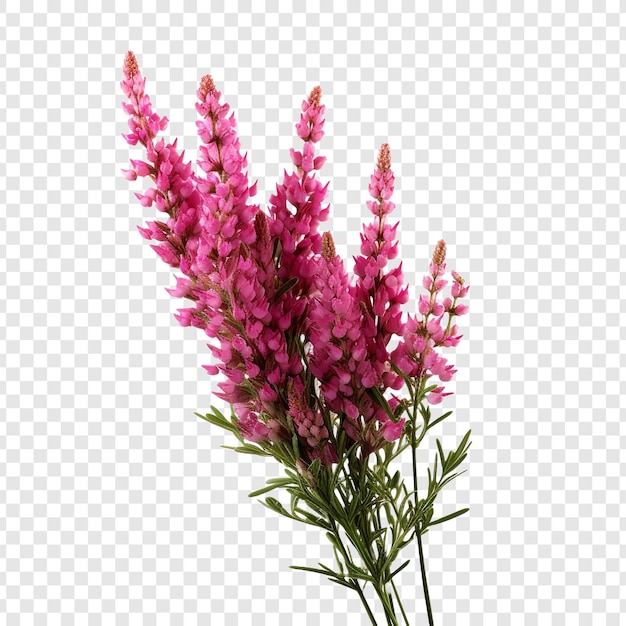 PSD gratuito flor de brezo png aislado sobre fondo transparente