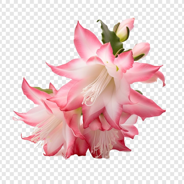 PSD gratuito flor de cactus de navidad aislada sobre fondo transparente