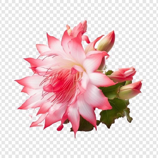 PSD gratuito flor de cactus de navidad aislada sobre fondo transparente