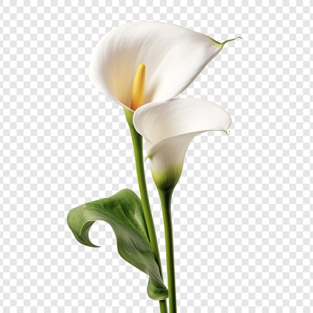 PSD gratuito la flor de calla lily aislada en un fondo transparente