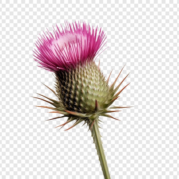 PSD gratuito la flor de cardo png aislada sobre un fondo transparente