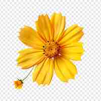 PSD gratuito la flor de coreopsis aislada sobre un fondo transparente