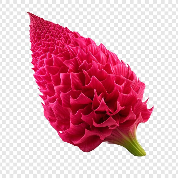 PSD gratuito flor de cresta de gallo png aislado sobre fondo transparente